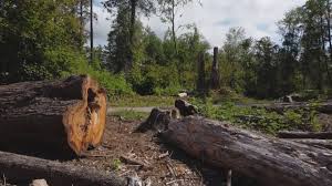 Best Tree Removal  in Chico, WA